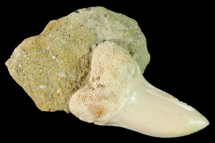 Fossil Mako Shark Tooth On Sandstone - Bakersfield, CA #144410